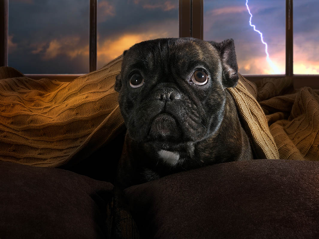 Why Are Dogs Afraid of Thunderstorms? Vet-Verified Common Reasons & Solutions