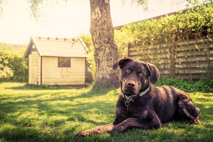21 Free DIY Dog House Plans You Can Build Today (with Pictures)