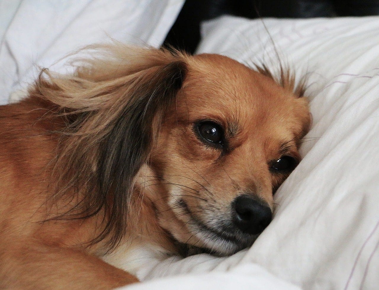 dog and pillow