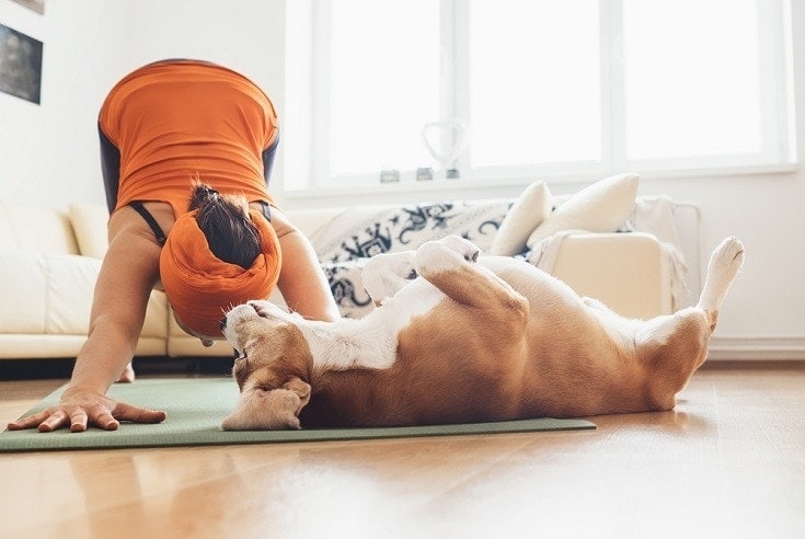 Yoga With Dogs: What It Is, Benefits & FAQ
