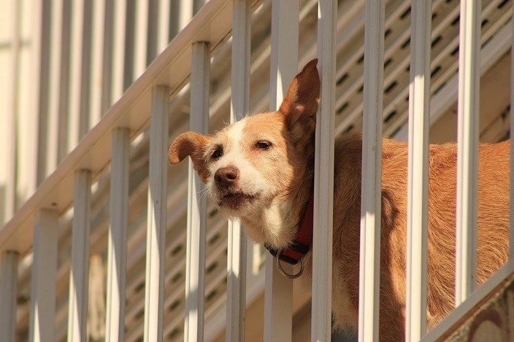 dog at balcony
