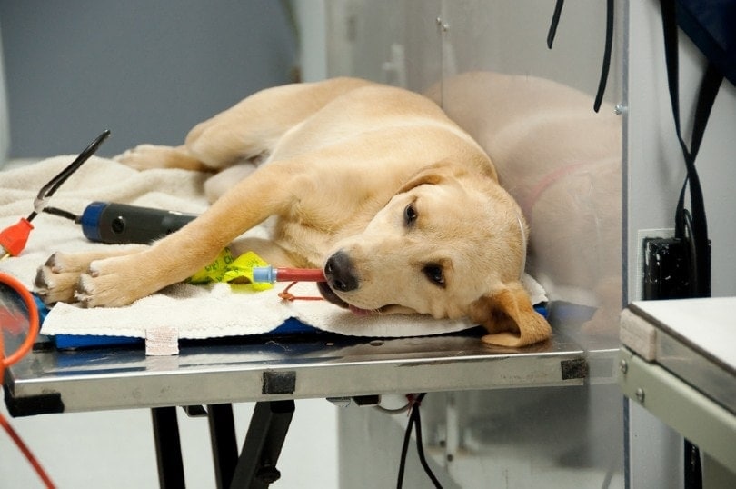How Long Does it Take a Dog to Recover From Being Spayed? Our Vet Answers