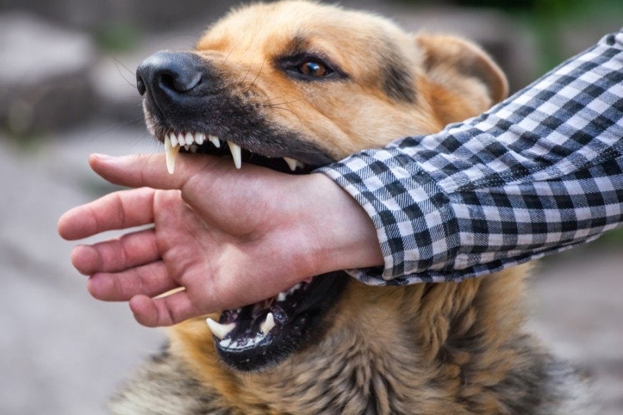 My Dog Bit Someone, Help! What To Do & Possible Repercussions