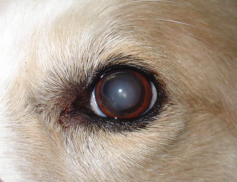 What Do Cataracts Look Like in Dogs? 10 Vet-Reviewed Ways to Identify Cataracts