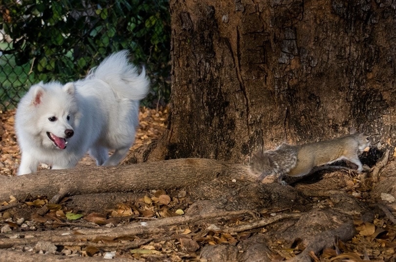 Dog Bitten by Squirrel? Here’s What to Do (Vet Answer)