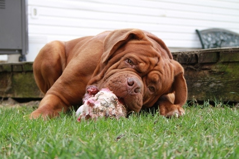 How Long Does It Take a Dog to Digest a Bone? What Science Says
