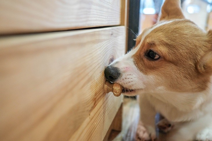 Why Do Dogs Chew on Wood? Here's How to Stop It