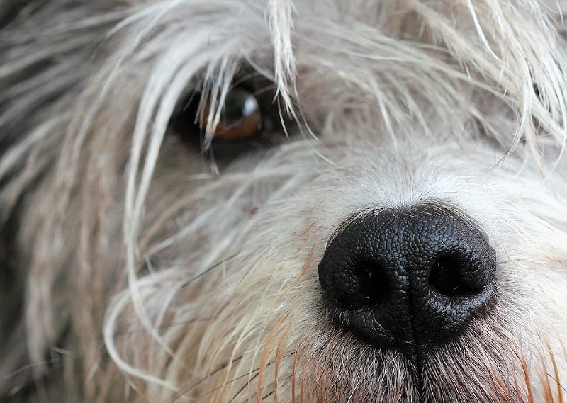 Dog Losing Hair Around Their Eyes? 9 Vet-Reviewed Reasons Why, and What to Do