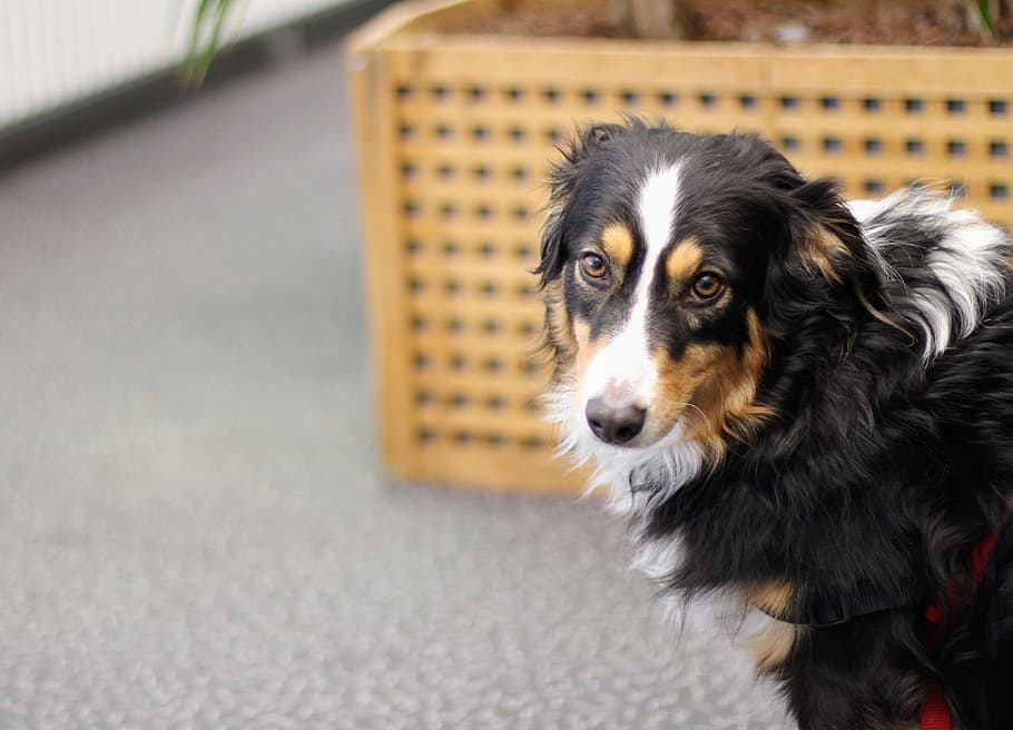 Border Beagle (Beagle & Border Collie Mix): Info, Pictures, Characteristics & Facts