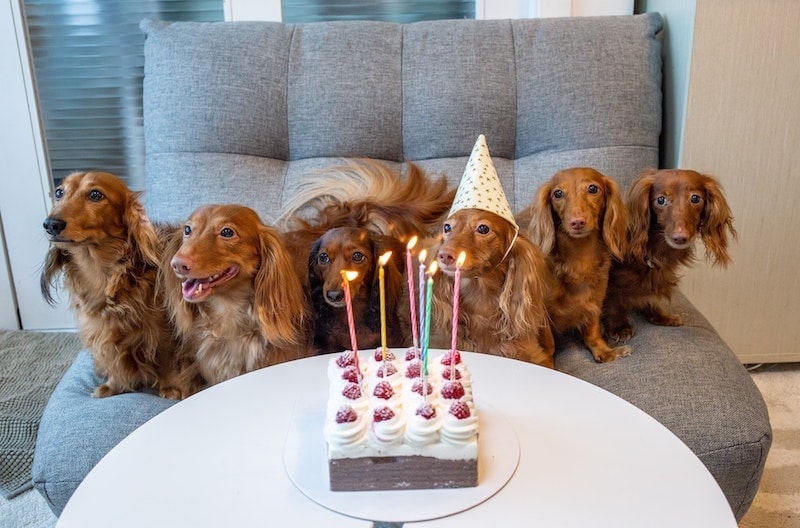 Dog Gift Basket Guide & Ideas - Where to Buy Them?