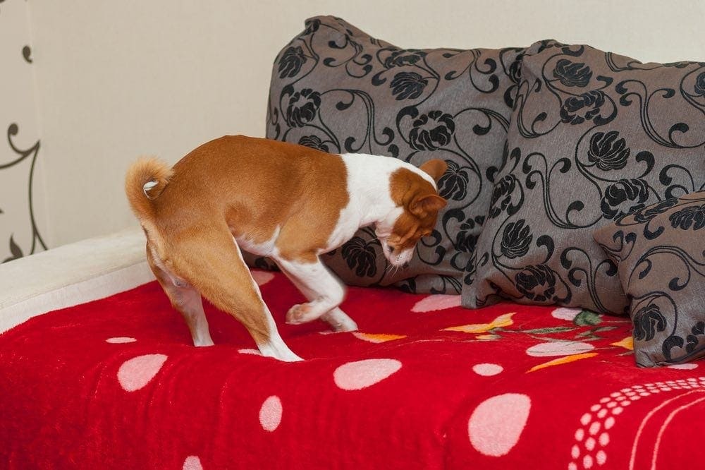Why Do Dogs Scratch Their Beds? 5 Vet-Verified Reasons & When to Be Concerned