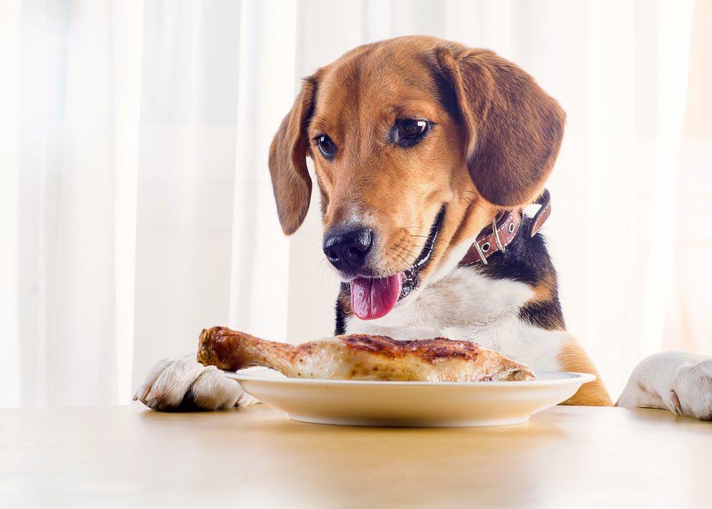 Can Fresh Pet Food Be Frozen? Vet Reviewed Facts to Consider