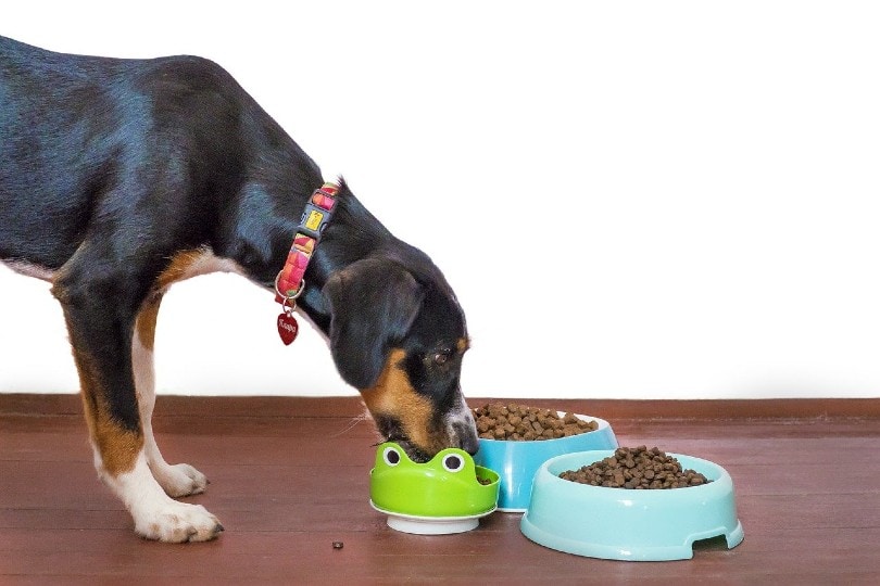 When Was Dog Food Invented? History of Commercial Pet Food Explored