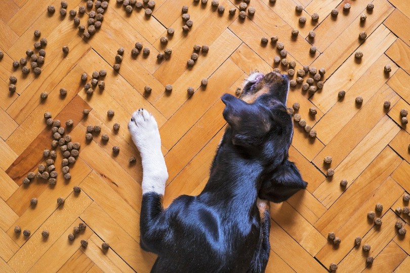 dog eating kibbles