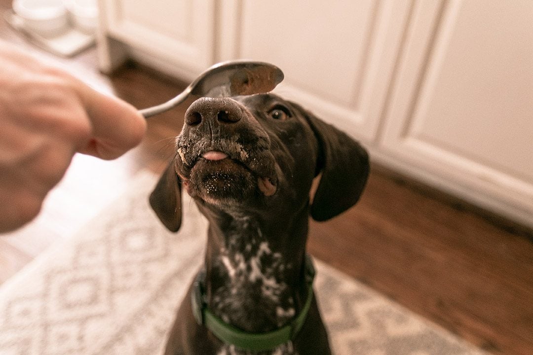 Why Do Dogs Like Peanut Butter? Nutrition Facts & Considerations