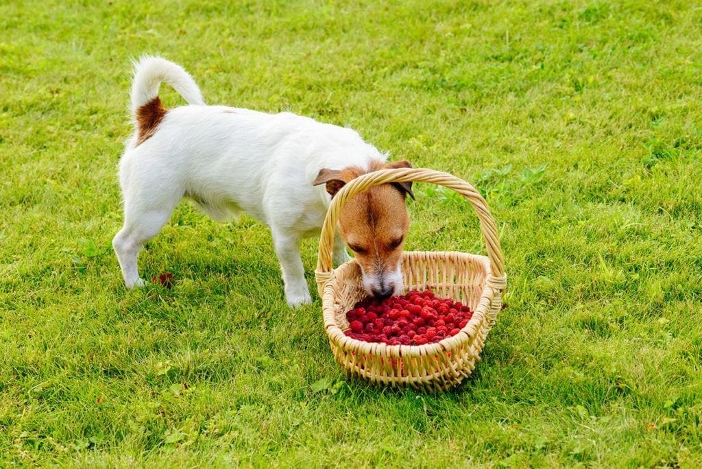 dog eating raspberries from the basket