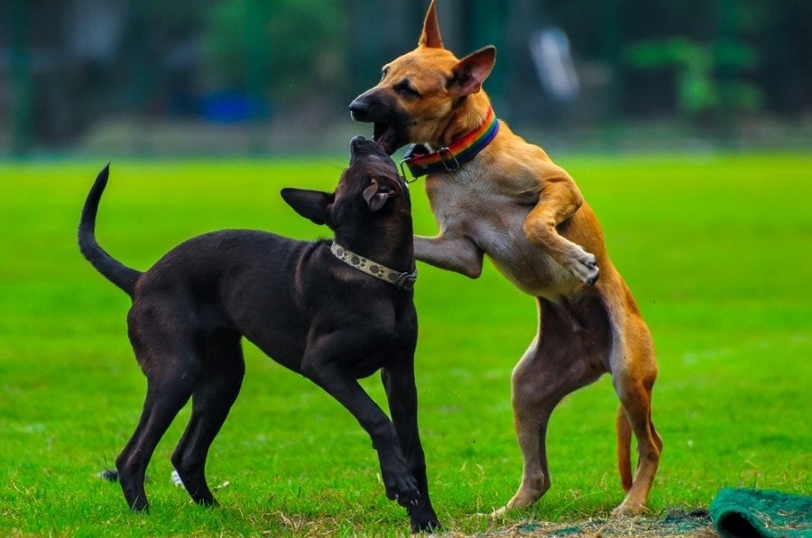 How to Break Up a Dog Fight & Stop Them From Happening: Tips & Prevention