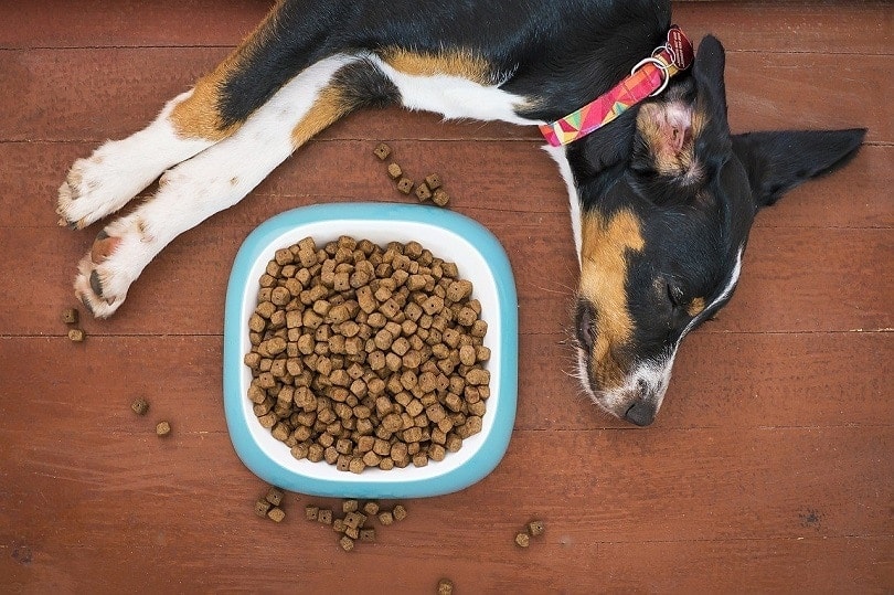 Dog Won't Eat Dry Food Anymore? Here's What It Means