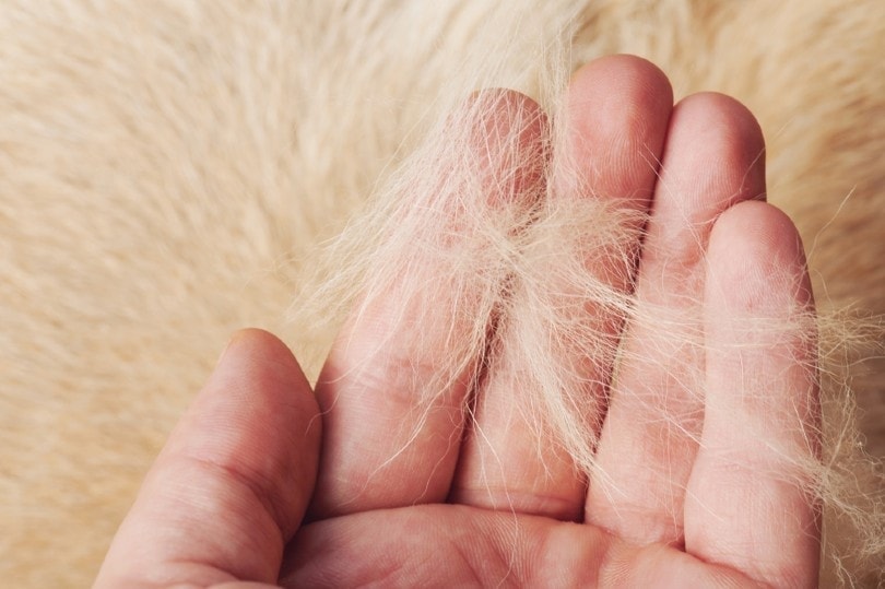 How to Reduce Shedding in German Shepherds: 7 Proven Methods