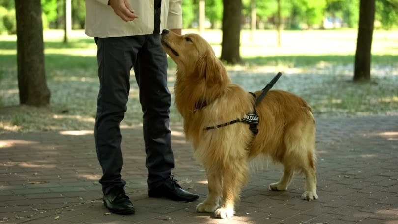 6 Dog Training Services Contract Templates (PDF) in 2026