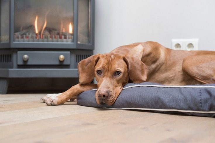 How Cold Is Too Cold for Dogs in a House? Keeping Your Canine Comfortable