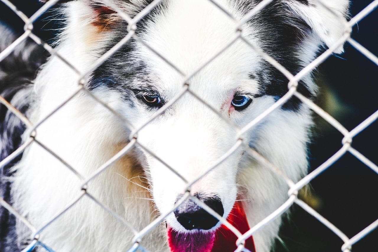 How to Keep Your Dog from Jumping the Fence: 10 Simple Ways