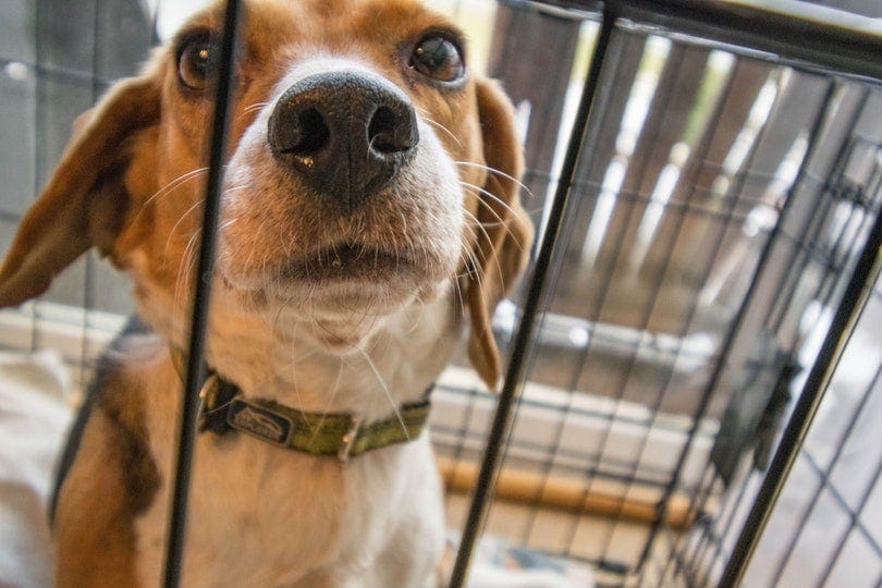What to Put in a Dog Crate for Safety & Comfort: Vet Approved Tips