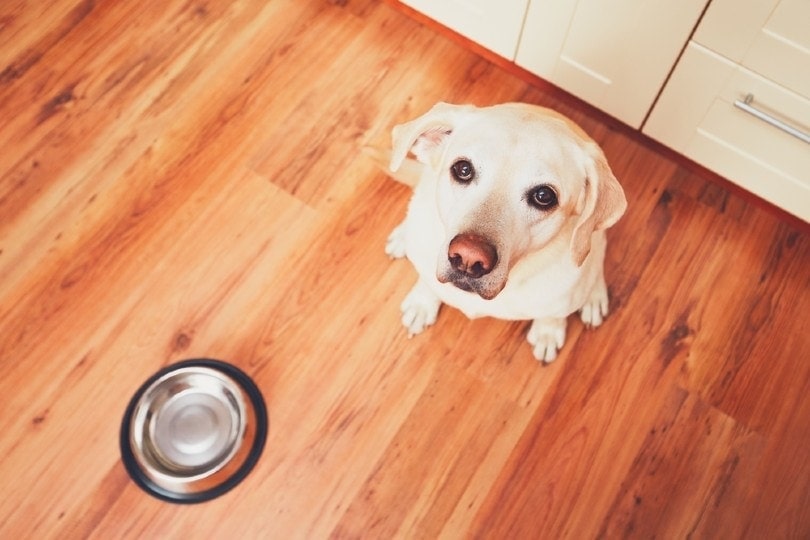Why Do Dogs Play With Their Food? Vet-Verified Facts