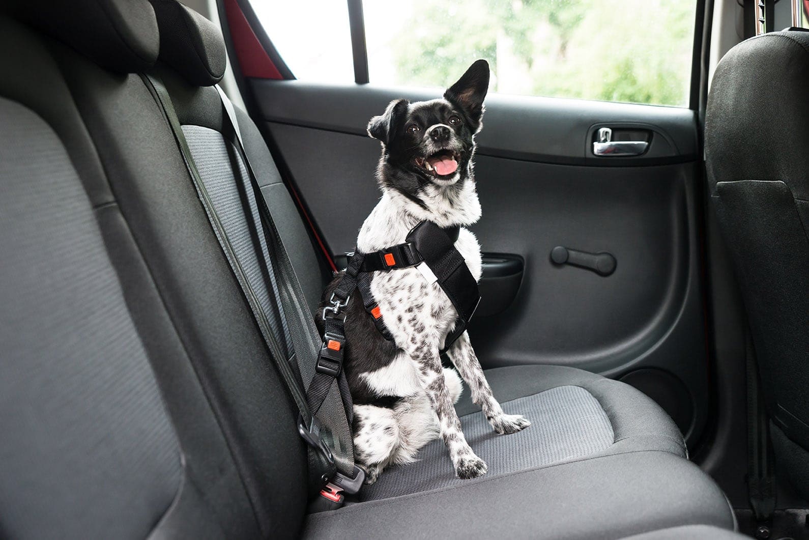 Why Do Dogs Like Car Rides? Canine Behaviour Explained (Vet-Verified)