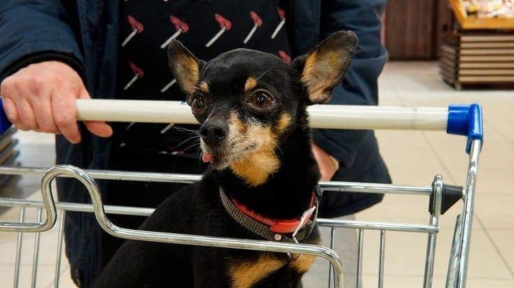 Does Lowe’s Allow Dogs? 2026 Pet Policy & Exclusions