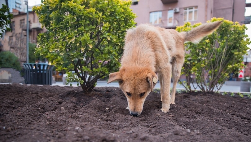 How Do Dogs Get Worms? 10 Unusual Ways (Vet Reviewed)
