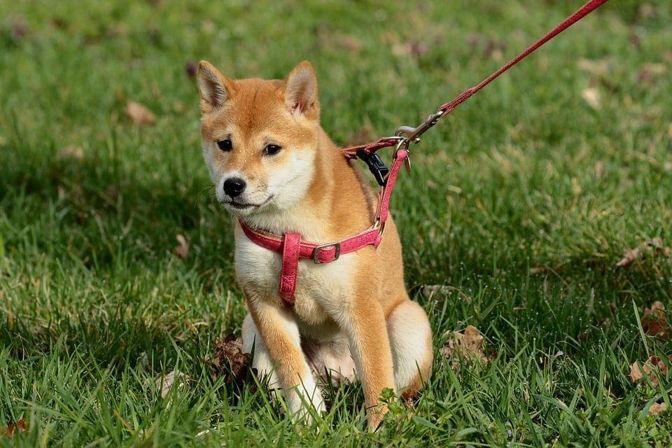 10 Best No-Pull Dog Harnesses in 2026 - Reviews & Top Picks