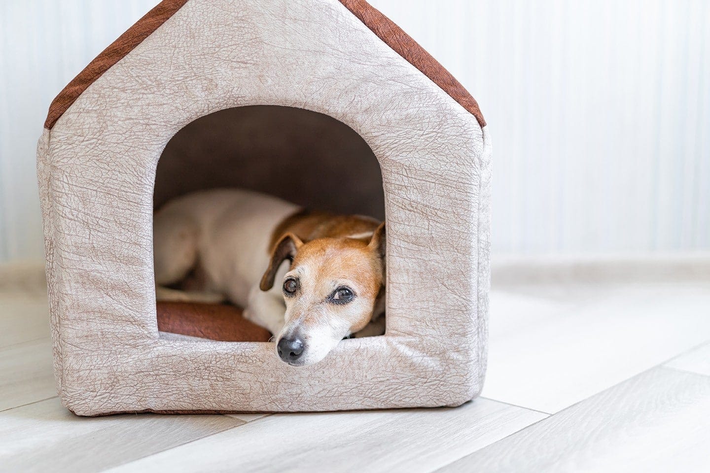 What's the Ideal Room Temperature for a Dog? Vet-Verified Facts & Info