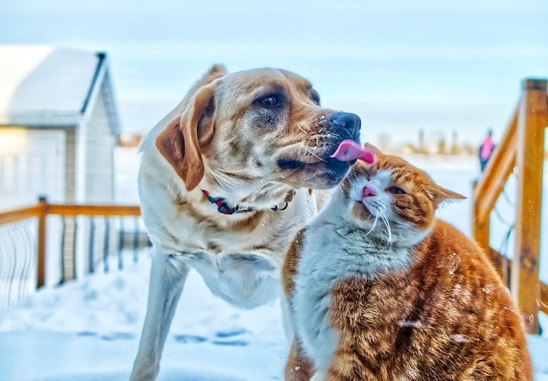 Do Dogs Eat Cats? What You Need to Know!