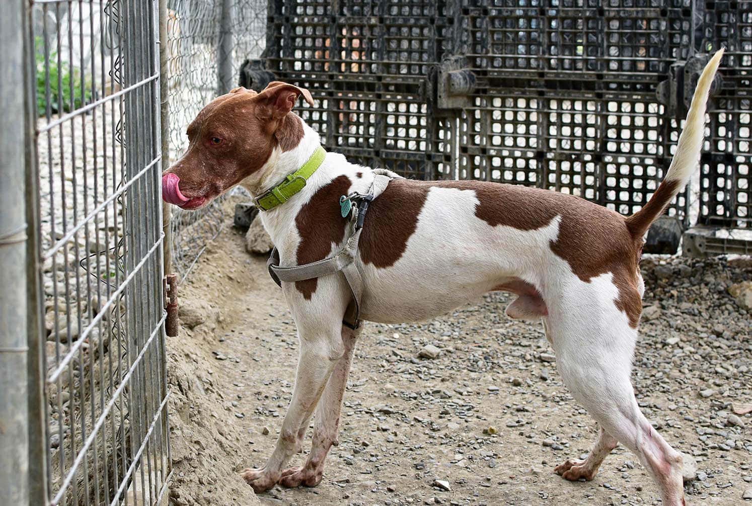 Why Does My Dog Lick Metal Objects? 4 Vet-Reviewed Reasons