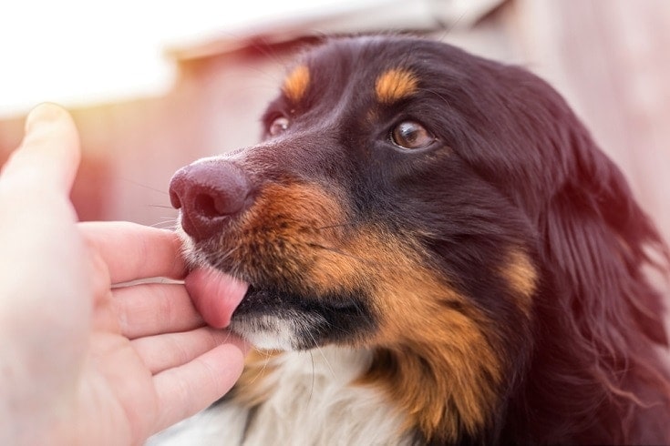 How to Stop Your Dog from Licking You: 9 Simple & Effective Methods