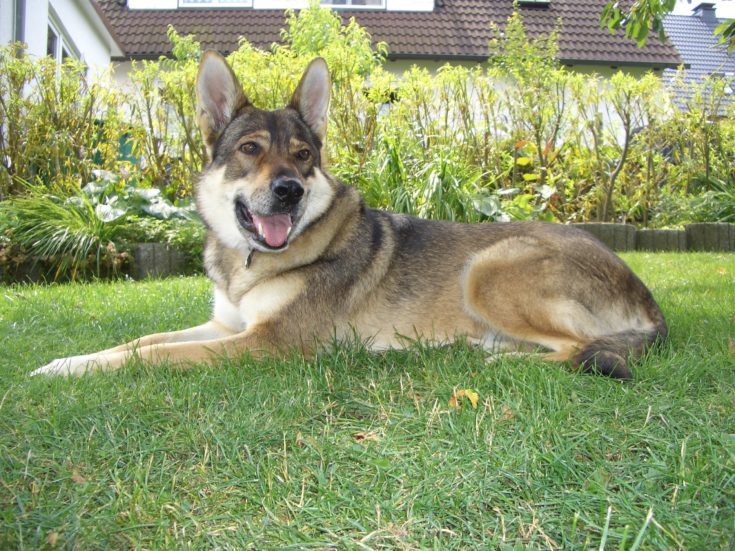 Alaskan Shepherd (Alaskan Malamute & German Shepherd Mix): Info, Pictures, Characteristics & Facts