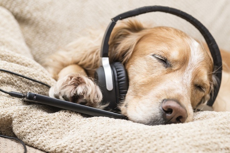 Do Dogs Like White Noise? What You Need to Know