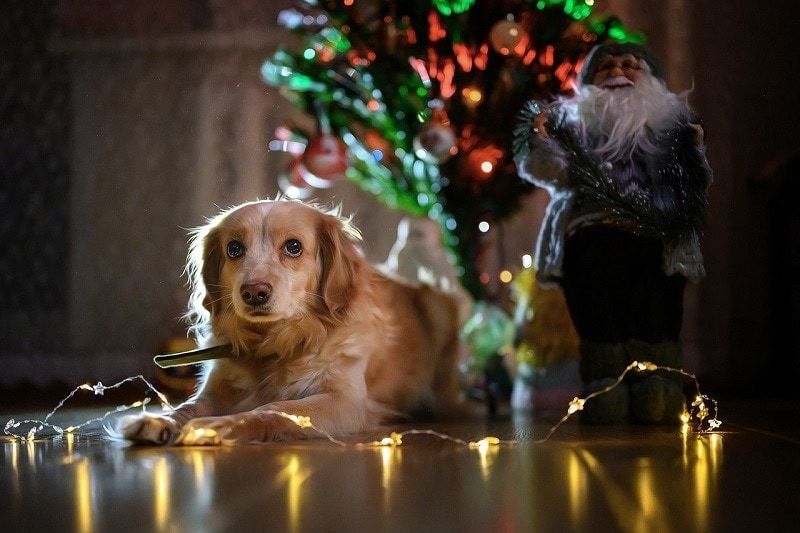 27 Unique & Fun Dog Christmas Gift Ideas for 2026