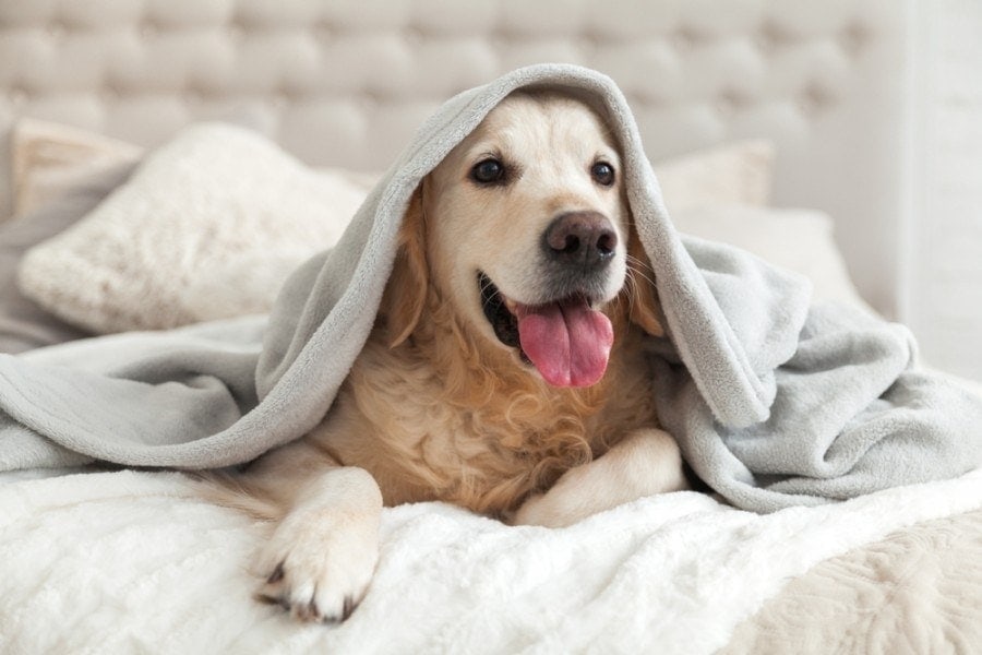 Why Does My Dog Lick the Bed? Vet-Reviewed Canine Behavior