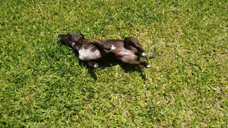 Why Does My Dog Roll in the Grass? 4 Likely Reasons