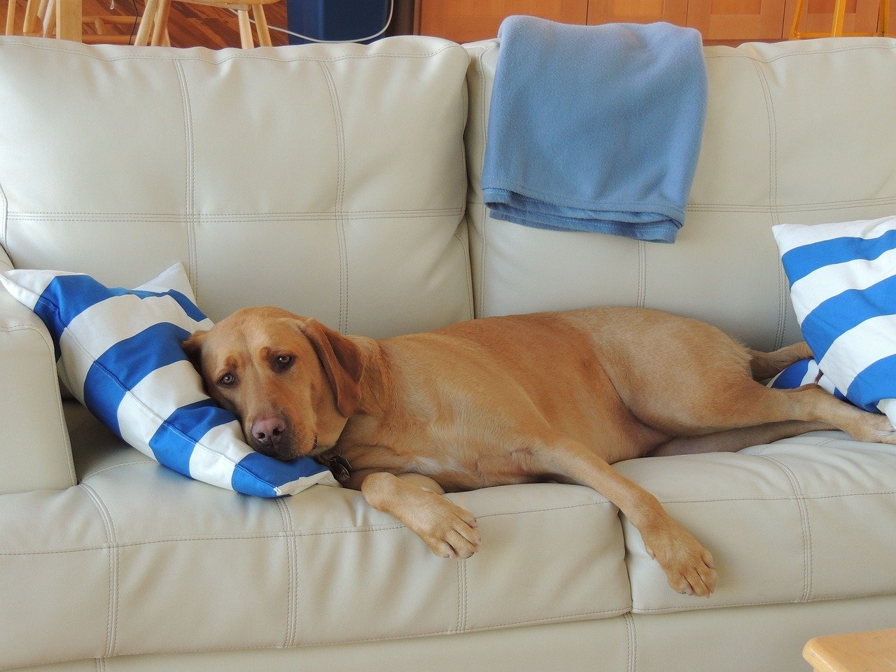 dogs drink vinegar header 2