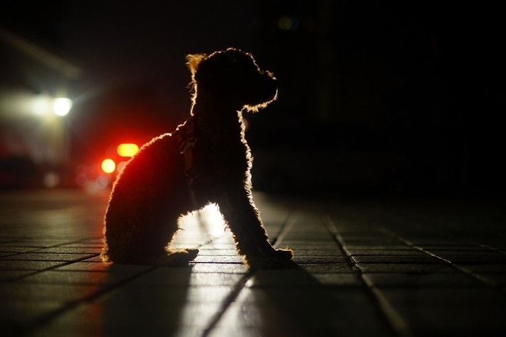 Is It Cruel to Leave My Dog Outside at Night? 4 Considerations