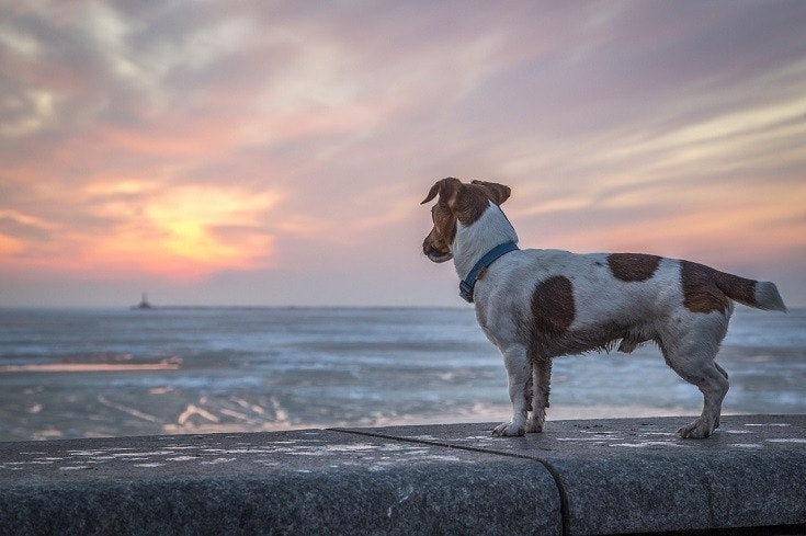 What Does My Dog Think About All Day? You Might Be Surprised!