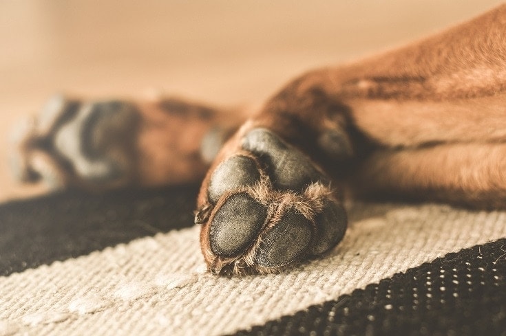 Do Mastiffs Have Webbed Feet? Vet-Verified Info