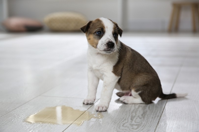 How to Get Dog Urine Smell & Stains Out of Hardwood Floors: Quick & Easy