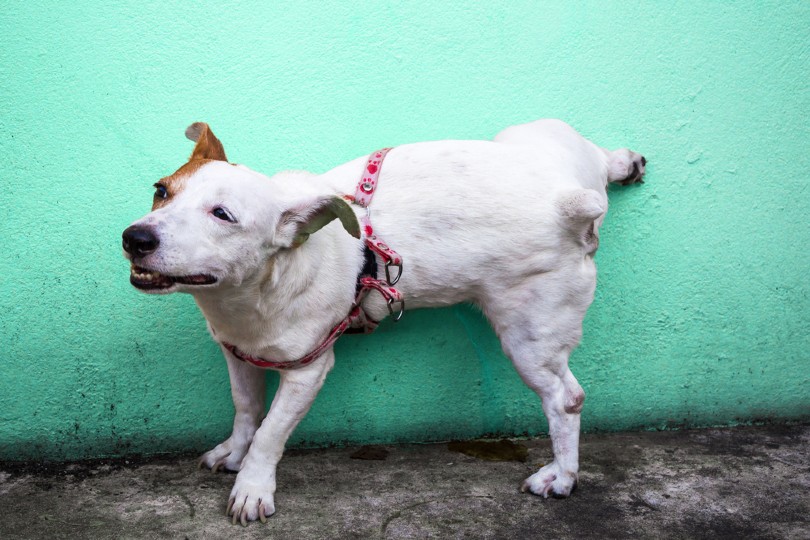How to Get Dog Pee Smell Out of Concrete & Garages: 5 Proven Methods