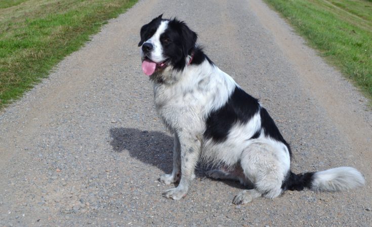 Border Collie Bernard (Border Collie & Saint Bernard Mix): Info, Pictures, Characteristics & Facts