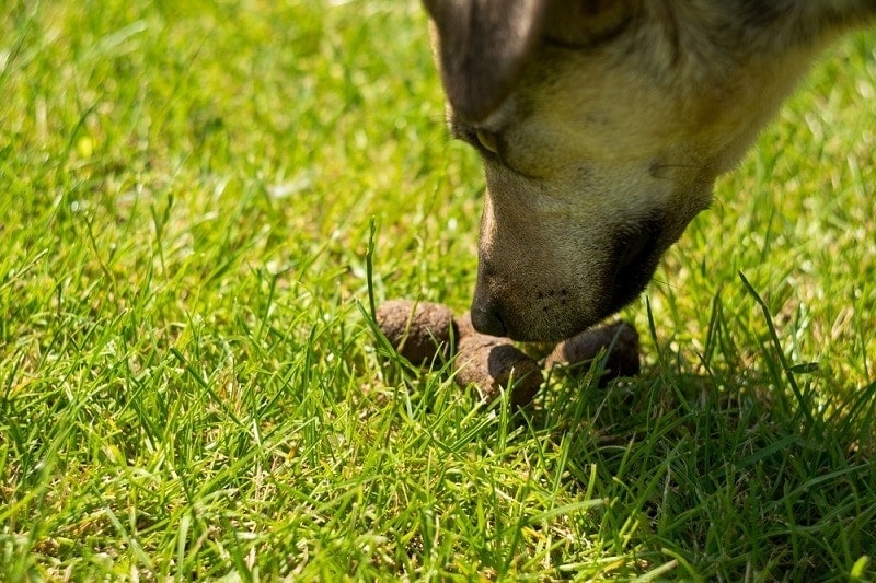 Why Do Dogs Eat Poop? 9 Vet Explained Reasons & What to Do