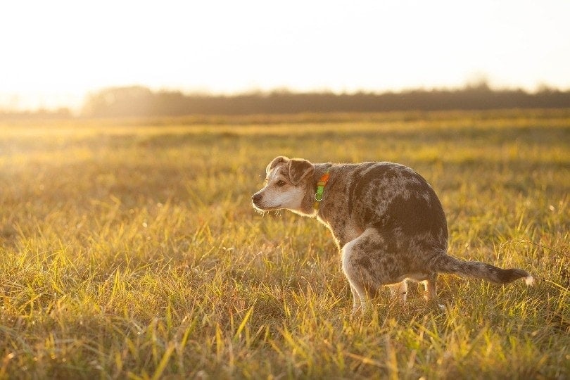 How to Clean Dog Poop from Grass: Guide & Important Facts